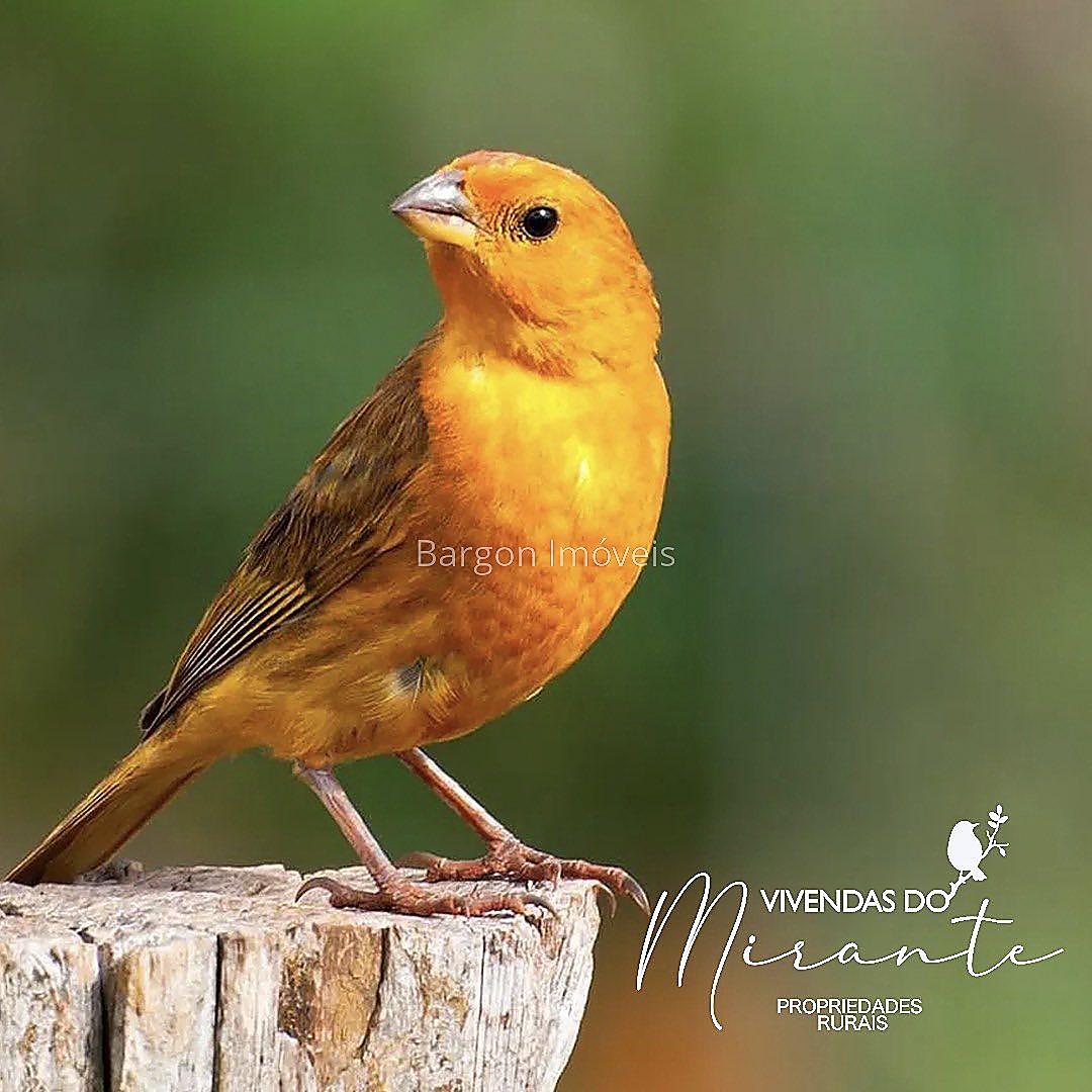 Terreno Residencial à venda em São Geraldo, Juiz de Fora - MG - Foto 13