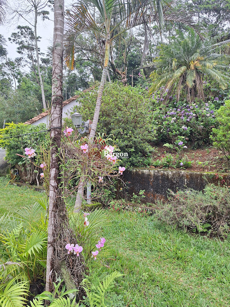 Chácara à venda em Nova Califórnia, Juiz de Fora - MG - Foto 46
