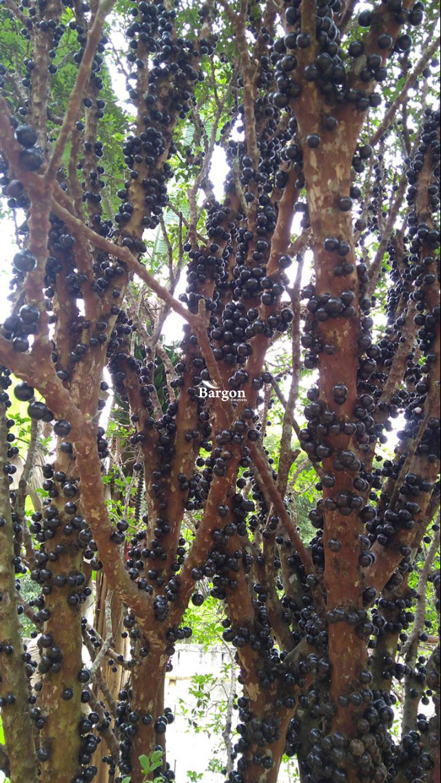 Chácara à venda em Filgueiras, Juiz de Fora - MG - Foto 11