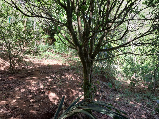 Foto cadastro cód. 4542