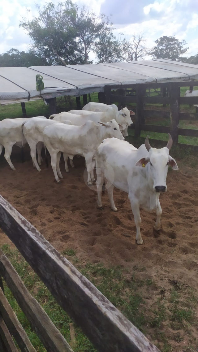 Foto cadastro cód. 1448