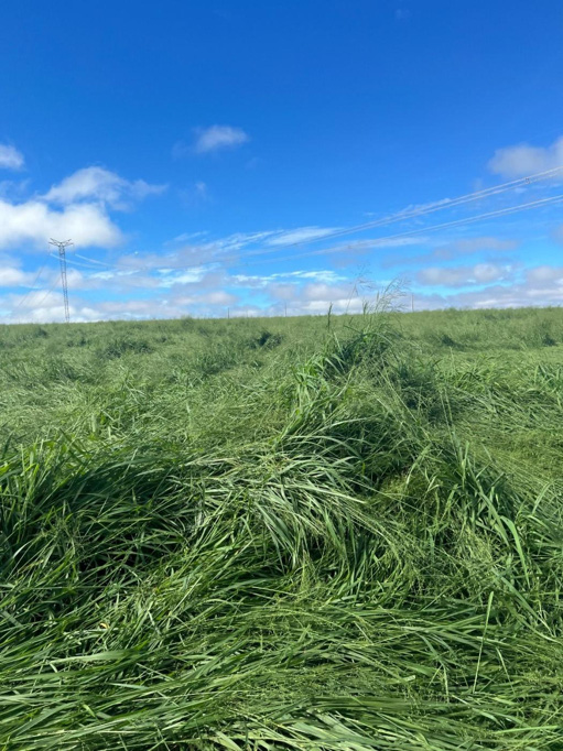 Foto cadastro cód. 1833