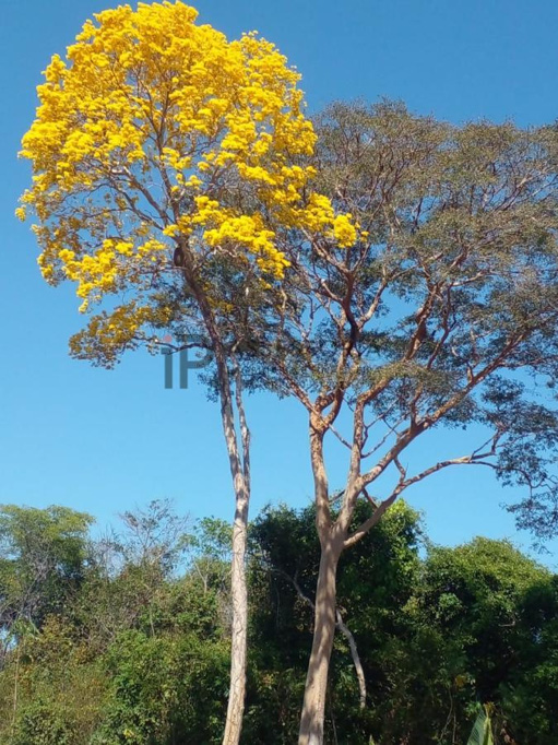 Foto cadastro cód. 2097