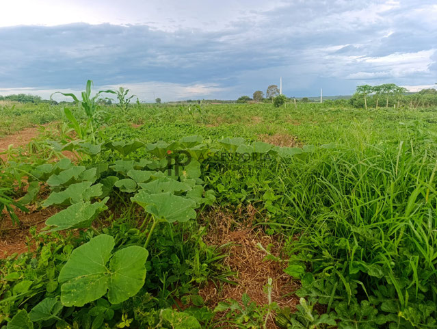 Foto cadastro cód. 2791