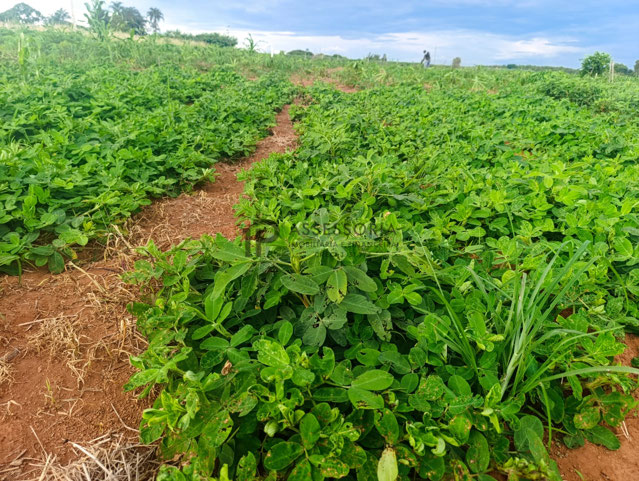 Foto cadastro cód. 2791