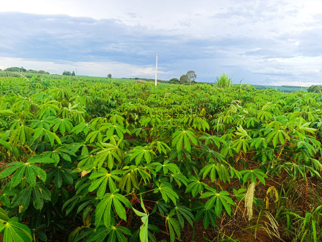 Foto cadastro cód. 2791