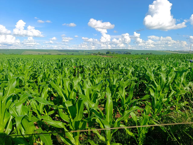 Foto cadastro cód. 2838