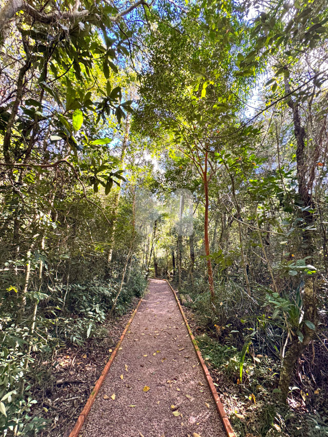 Bosque