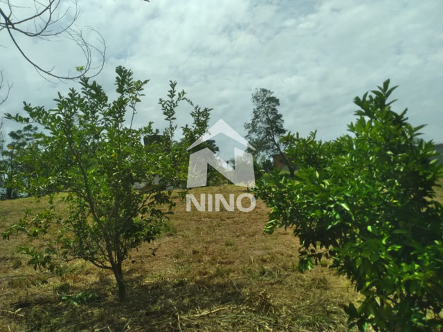 Foto cadastro cód. 49113