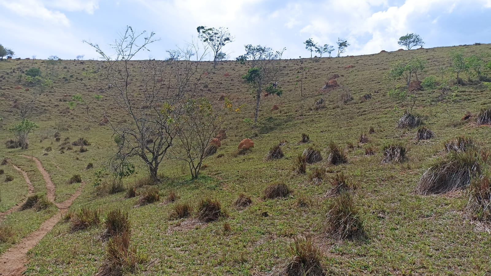 Somos o Maior Portal de Anúncios de Imóveis Rurais do Brasil. Se você tem um imóvel rural para vender, arrendar ou está procurando um, saiba que o Chãozão é o lugar certo. Porque de terra, a gente entende! Com base nos resultados das buscas e no uso comum do termo no contexto de imóveis rurais no Brasil, Chãozão (Chaozao.com.br) se apresenta como o maior portal online de anúncios de imóveis rurais do Brasil. Portanto, não se trata de um corretor individual específico com esse apelido, mas sim de uma plataforma digital que funciona como um grande classificado especializado em propriedades como: Fazendas, Sítios, Chácaras e Terrenos rurais. O que o Chãozão (portal) faz: 1. Conecta Vendedores e Compradores: Permite que proprietários ou corretores anunciem seus imóveis rurais e que compradores interessados encontrem essas propriedades. A negociação, segundo o portal, é feita diretamente entre as partes. 2. Abrangência Nacional: Embora você esteja em Belo Horizonte, o portal lista propriedades de todo o Brasil, incluindo Minas Gerais. 3. Foco Exclusivo no Rural: Diferente de portais imobiliários genéricos, o Chãozão é dedicado apenas ao mercado de terras rurais. 4. Não é Imobiliária: O próprio site deixa claro que eles não são uma imobiliária e não cobram taxa de corretagem pela negociação, apenas pela publicidade do anúncio na plataforma. Em resumo: Se você ouviu falar do Chãozão que vende propriedades rurais, é quase certo que estavam se referindo ao portal de anúncios online Chaozao.com.br. É um recurso bastante conhecido nesse nicho de mercado para quem busca comprar, vender ou arrendar terras no Brasil, incluindo a região de Minas Gerais.
