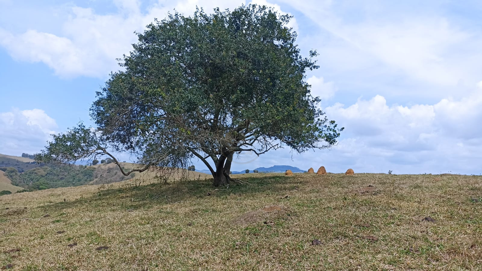 Somos o Maior Portal de Anúncios de Imóveis Rurais do Brasil. Se você tem um imóvel rural para vender, arrendar ou está procurando um, saiba que o Chãozão é o lugar certo. Porque de terra, a gente entende! Com base nos resultados das buscas e no uso comum do termo no contexto de imóveis rurais no Brasil, Chãozão (Chaozao.com.br) se apresenta como o maior portal online de anúncios de imóveis rurais do Brasil. Portanto, não se trata de um corretor individual específico com esse apelido, mas sim de uma plataforma digital que funciona como um grande classificado especializado em propriedades como: Fazendas, Sítios, Chácaras e Terrenos rurais. O que o Chãozão (portal) faz: 1. Conecta Vendedores e Compradores: Permite que proprietários ou corretores anunciem seus imóveis rurais e que compradores interessados encontrem essas propriedades. A negociação, segundo o portal, é feita diretamente entre as partes. 2. Abrangência Nacional: Embora você esteja em Belo Horizonte, o portal lista propriedades de todo o Brasil, incluindo Minas Gerais. 3. Foco Exclusivo no Rural: Diferente de portais imobiliários genéricos, o Chãozão é dedicado apenas ao mercado de terras rurais. 4. Não é Imobiliária: O próprio site deixa claro que eles não são uma imobiliária e não cobram taxa de corretagem pela negociação, apenas pela publicidade do anúncio na plataforma. Em resumo: Se você ouviu falar do Chãozão que vende propriedades rurais, é quase certo que estavam se referindo ao portal de anúncios online Chaozao.com.br. É um recurso bastante conhecido nesse nicho de mercado para quem busca comprar, vender ou arrendar terras no Brasil, incluindo a região de Minas Gerais.