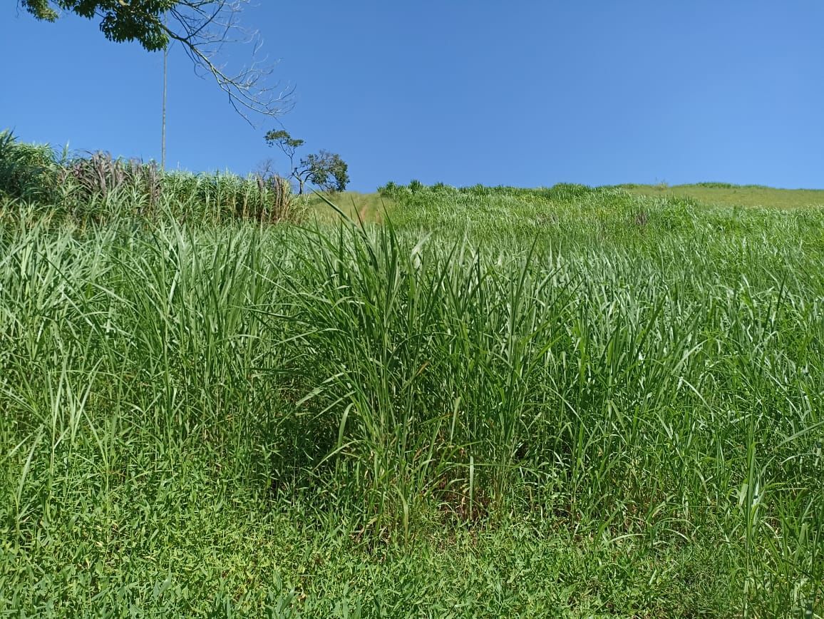 Somos o Maior Portal de Anúncios de Imóveis Rurais do Brasil. Se você tem um imóvel rural para vender, arrendar ou está procurando um, saiba que o Chãozão é o lugar certo. Porque de terra, a gente entende! Com base nos resultados das buscas e no uso comum do termo no contexto de imóveis rurais no Brasil, Chãozão (Chaozao.com.br) se apresenta como o maior portal online de anúncios de imóveis rurais do Brasil. Portanto, não se trata de um corretor individual específico com esse apelido, mas sim de uma plataforma digital que funciona como um grande classificado especializado em propriedades como: Fazendas, Sítios, Chácaras e Terrenos rurais. O que o Chãozão (portal) faz: 1. Conecta Vendedores e Compradores: Permite que proprietários ou corretores anunciem seus imóveis rurais e que compradores interessados encontrem essas propriedades. A negociação, segundo o portal, é feita diretamente entre as partes. 2. Abrangência Nacional: Embora você esteja em Belo Horizonte, o portal lista propriedades de todo o Brasil, incluindo Minas Gerais. 3. Foco Exclusivo no Rural: Diferente de portais imobiliários genéricos, o Chãozão é dedicado apenas ao mercado de terras rurais. 4. Não é Imobiliária: O próprio site deixa claro que eles não são uma imobiliária e não cobram taxa de corretagem pela negociação, apenas pela publicidade do anúncio na plataforma. Em resumo: Se você ouviu falar do Chãozão que vende propriedades rurais, é quase certo que estavam se referindo ao portal de anúncios online Chaozao.com.br. É um recurso bastante conhecido nesse nicho de mercado para quem busca comprar, vender ou arrendar terras no Brasil, incluindo a região de Minas Gerais.