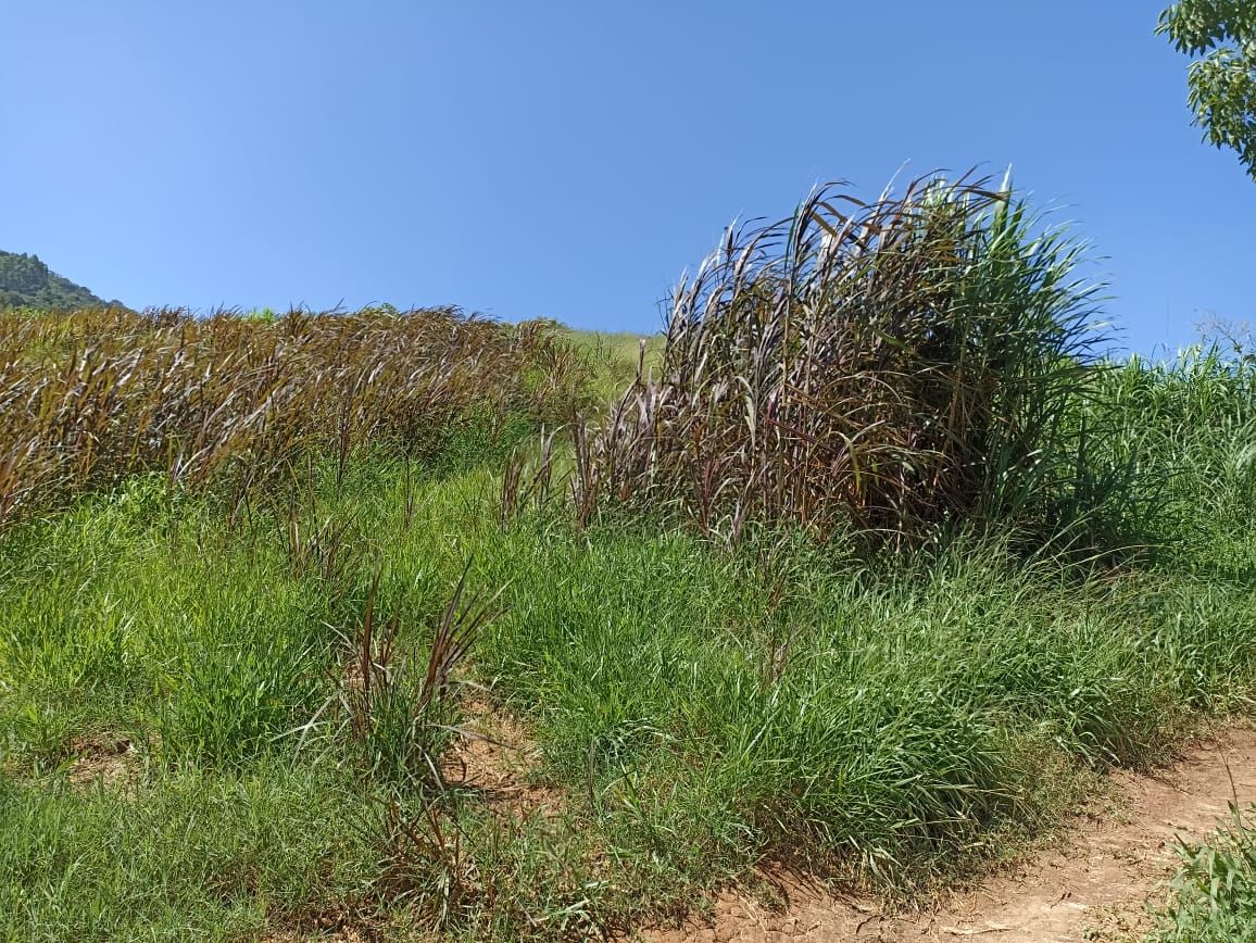 Somos o Maior Portal de Anúncios de Imóveis Rurais do Brasil. Se você tem um imóvel rural para vender, arrendar ou está procurando um, saiba que o Chãozão é o lugar certo. Porque de terra, a gente entende! Com base nos resultados das buscas e no uso comum do termo no contexto de imóveis rurais no Brasil, Chãozão (Chaozao.com.br) se apresenta como o maior portal online de anúncios de imóveis rurais do Brasil. Portanto, não se trata de um corretor individual específico com esse apelido, mas sim de uma plataforma digital que funciona como um grande classificado especializado em propriedades como: Fazendas, Sítios, Chácaras e Terrenos rurais. O que o Chãozão (portal) faz: 1. Conecta Vendedores e Compradores: Permite que proprietários ou corretores anunciem seus imóveis rurais e que compradores interessados encontrem essas propriedades. A negociação, segundo o portal, é feita diretamente entre as partes. 2. Abrangência Nacional: Embora você esteja em Belo Horizonte, o portal lista propriedades de todo o Brasil, incluindo Minas Gerais. 3. Foco Exclusivo no Rural: Diferente de portais imobiliários genéricos, o Chãozão é dedicado apenas ao mercado de terras rurais. 4. Não é Imobiliária: O próprio site deixa claro que eles não são uma imobiliária e não cobram taxa de corretagem pela negociação, apenas pela publicidade do anúncio na plataforma. Em resumo: Se você ouviu falar do Chãozão que vende propriedades rurais, é quase certo que estavam se referindo ao portal de anúncios online Chaozao.com.br. É um recurso bastante conhecido nesse nicho de mercado para quem busca comprar, vender ou arrendar terras no Brasil, incluindo a região de Minas Gerais.