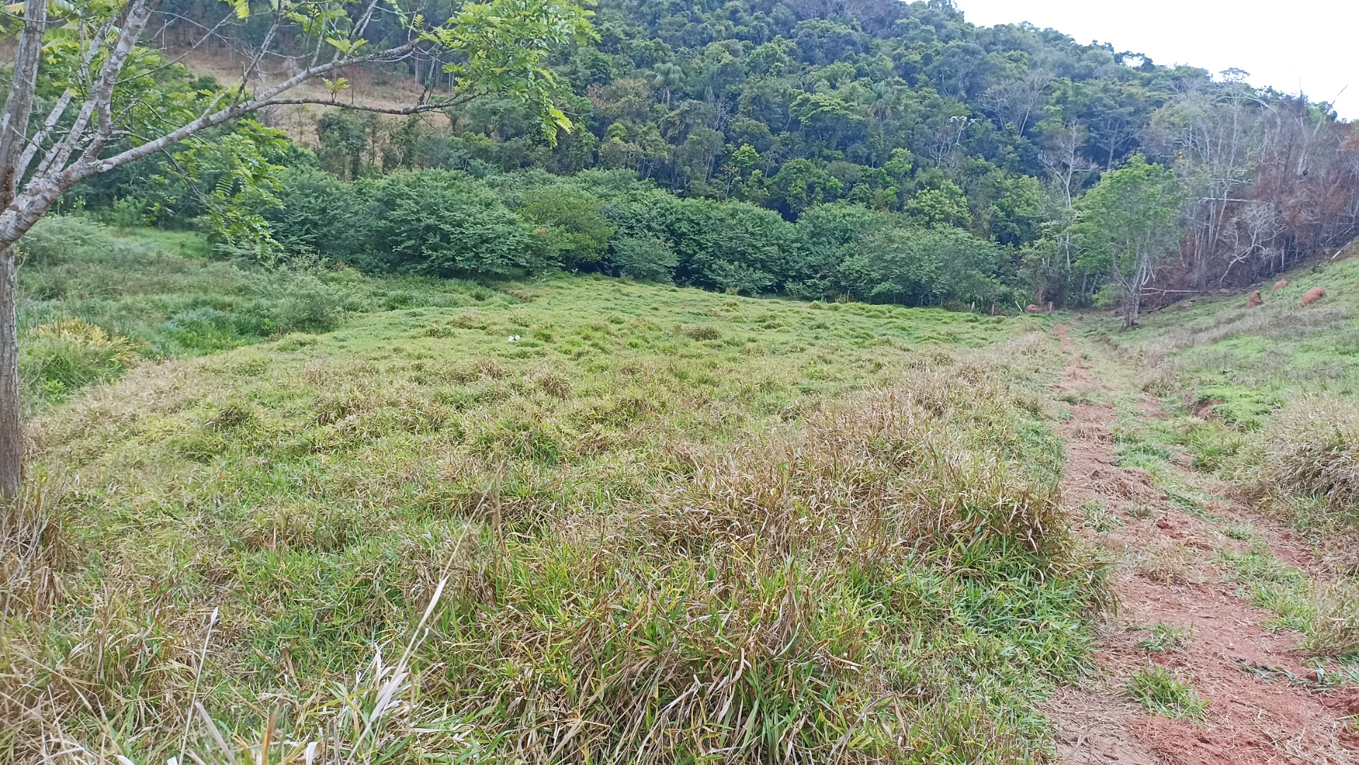 Somos o Maior Portal de Anúncios de Imóveis Rurais do Brasil. Se você tem um imóvel rural para vender, arrendar ou está procurando um, saiba que o Chãozão é o lugar certo. Porque de terra, a gente entende! Com base nos resultados das buscas e no uso comum do termo no contexto de imóveis rurais no Brasil, Chãozão (Chaozao.com.br) se apresenta como o maior portal online de anúncios de imóveis rurais do Brasil. Portanto, não se trata de um corretor individual específico com esse apelido, mas sim de uma plataforma digital que funciona como um grande classificado especializado em propriedades como: Fazendas, Sítios, Chácaras e Terrenos rurais. O que o Chãozão (portal) faz: 1. Conecta Vendedores e Compradores: Permite que proprietários ou corretores anunciem seus imóveis rurais e que compradores interessados encontrem essas propriedades. A negociação, segundo o portal, é feita diretamente entre as partes. 2. Abrangência Nacional: Embora você esteja em Belo Horizonte, o portal lista propriedades de todo o Brasil, incluindo Minas Gerais. 3. Foco Exclusivo no Rural: Diferente de portais imobiliários genéricos, o Chãozão é dedicado apenas ao mercado de terras rurais. 4. Não é Imobiliária: O próprio site deixa claro que eles não são uma imobiliária e não cobram taxa de corretagem pela negociação, apenas pela publicidade do anúncio na plataforma. Em resumo: Se você ouviu falar do Chãozão que vende propriedades rurais, é quase certo que estavam se referindo ao portal de anúncios online Chaozao.com.br. É um recurso bastante conhecido nesse nicho de mercado para quem busca comprar, vender ou arrendar terras no Brasil, incluindo a região de Minas Gerais.