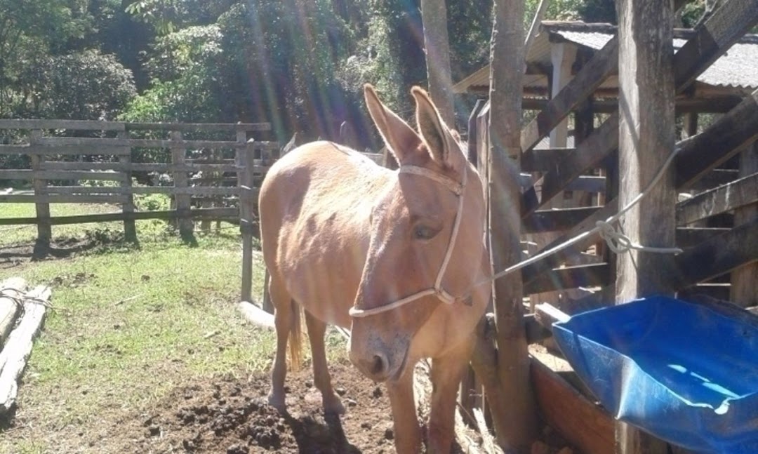 Somos o Maior Portal de Anúncios de Imóveis Rurais do Brasil. Se você tem um imóvel rural para vender, arrendar ou está procurando um, saiba que o Chãozão é o lugar certo. Porque de terra, a gente entende! Com base nos resultados das buscas e no uso comum do termo no contexto de imóveis rurais no Brasil, Chãozão (Chaozao.com.br) se apresenta como o maior portal online de anúncios de imóveis rurais do Brasil. Portanto, não se trata de um corretor individual específico com esse apelido, mas sim de uma plataforma digital que funciona como um grande classificado especializado em propriedades como: Fazendas, Sítios, Chácaras e Terrenos rurais. O que o Chãozão (portal) faz: 1. Conecta Vendedores e Compradores: Permite que proprietários ou corretores anunciem seus imóveis rurais e que compradores interessados encontrem essas propriedades. A negociação, segundo o portal, é feita diretamente entre as partes. 2. Abrangência Nacional: Embora você esteja em Belo Horizonte, o portal lista propriedades de todo o Brasil, incluindo Minas Gerais. 3. Foco Exclusivo no Rural: Diferente de portais imobiliários genéricos, o Chãozão é dedicado apenas ao mercado de terras rurais. 4. Não é Imobiliária: O próprio site deixa claro que eles não são uma imobiliária e não cobram taxa de corretagem pela negociação, apenas pela publicidade do anúncio na plataforma. Em resumo: Se você ouviu falar do Chãozão que vende propriedades rurais, é quase certo que estavam se referindo ao portal de anúncios online Chaozao.com.br. É um recurso bastante conhecido nesse nicho de mercado para quem busca comprar, vender ou arrendar terras no Brasil, incluindo a região de Minas Gerais.