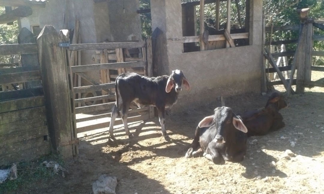 Somos o Maior Portal de Anúncios de Imóveis Rurais do Brasil. Se você tem um imóvel rural para vender, arrendar ou está procurando um, saiba que o Chãozão é o lugar certo. Porque de terra, a gente entende! Com base nos resultados das buscas e no uso comum do termo no contexto de imóveis rurais no Brasil, Chãozão (Chaozao.com.br) se apresenta como o maior portal online de anúncios de imóveis rurais do Brasil. Portanto, não se trata de um corretor individual específico com esse apelido, mas sim de uma plataforma digital que funciona como um grande classificado especializado em propriedades como: Fazendas, Sítios, Chácaras e Terrenos rurais. O que o Chãozão (portal) faz: 1. Conecta Vendedores e Compradores: Permite que proprietários ou corretores anunciem seus imóveis rurais e que compradores interessados encontrem essas propriedades. A negociação, segundo o portal, é feita diretamente entre as partes. 2. Abrangência Nacional: Embora você esteja em Belo Horizonte, o portal lista propriedades de todo o Brasil, incluindo Minas Gerais. 3. Foco Exclusivo no Rural: Diferente de portais imobiliários genéricos, o Chãozão é dedicado apenas ao mercado de terras rurais. 4. Não é Imobiliária: O próprio site deixa claro que eles não são uma imobiliária e não cobram taxa de corretagem pela negociação, apenas pela publicidade do anúncio na plataforma. Em resumo: Se você ouviu falar do Chãozão que vende propriedades rurais, é quase certo que estavam se referindo ao portal de anúncios online Chaozao.com.br. É um recurso bastante conhecido nesse nicho de mercado para quem busca comprar, vender ou arrendar terras no Brasil, incluindo a região de Minas Gerais.