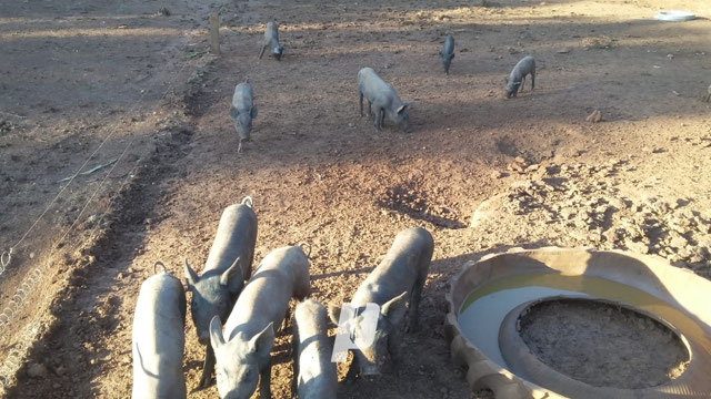 Foto cadastro cód. 3563