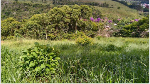 Foto cadastro cód. 11121