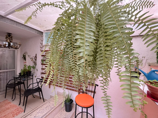 Foto cadastro cód. 276