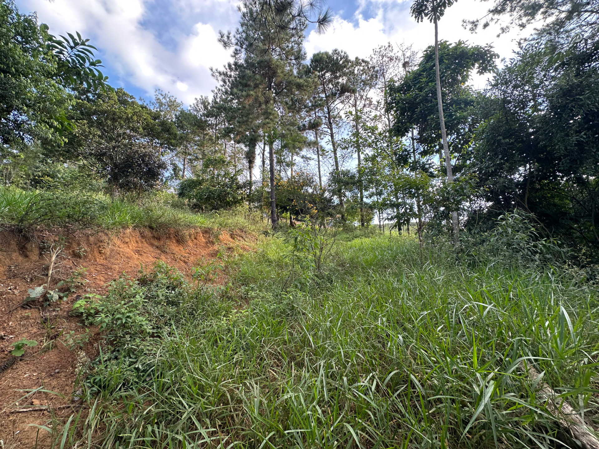 Bosque do Imperador. Terreno com vista aberta., foto 13