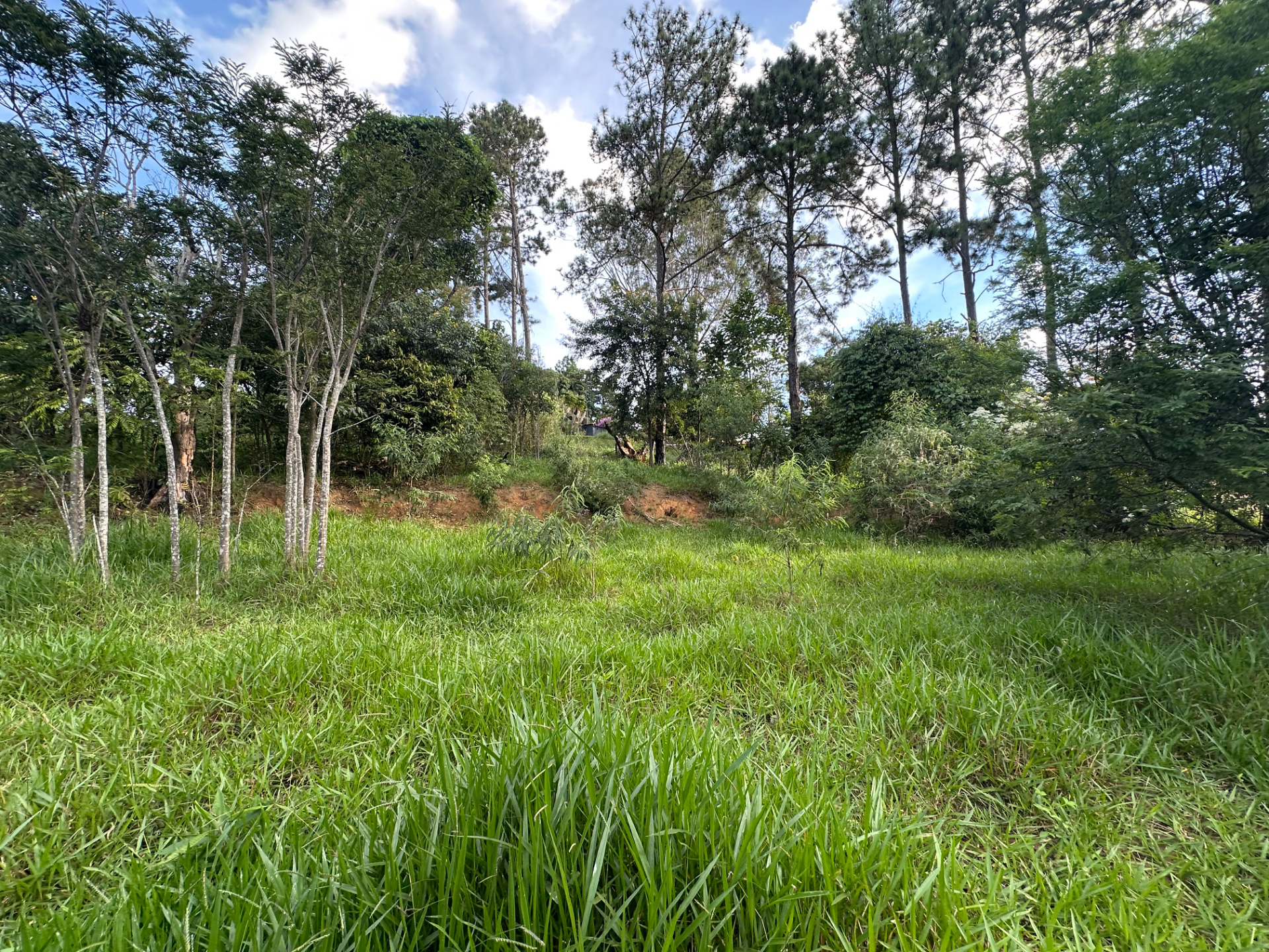 Bosque do Imperador. Terreno com vista aberta., foto 16