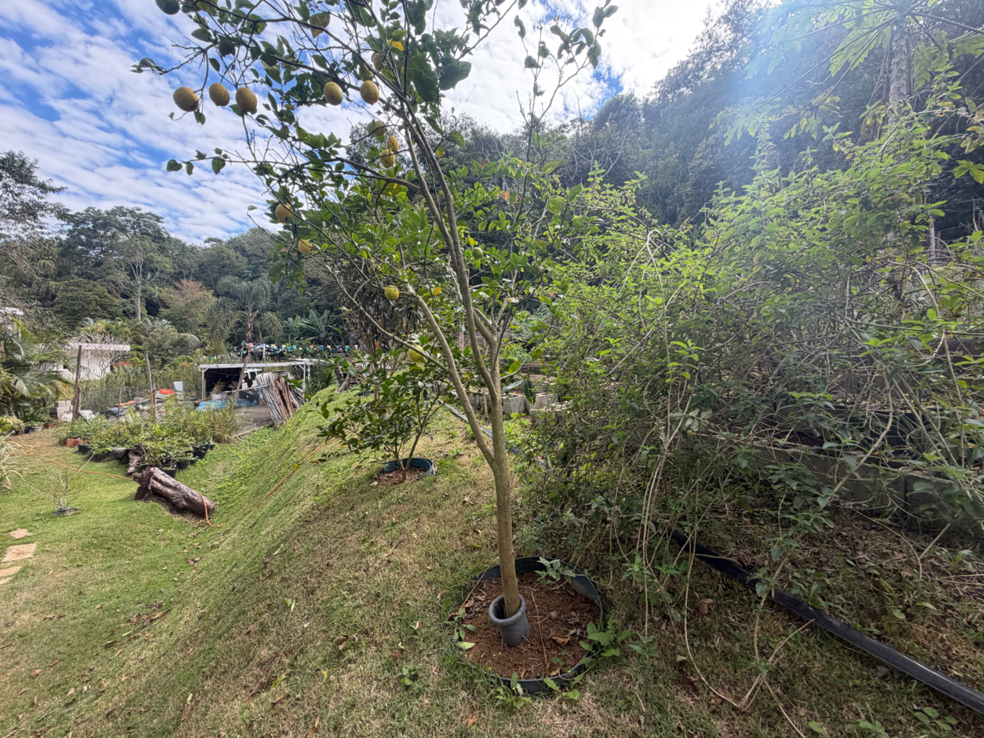 Novo Horizonte: Terreno com 926m² em condomínio arborizado, foto 6